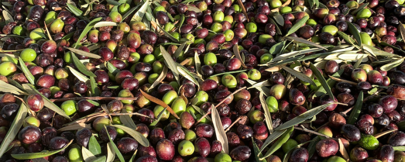 Olives straight off the tree.