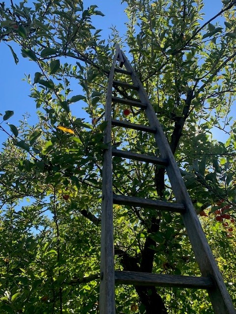 Apple Picking Day 2022