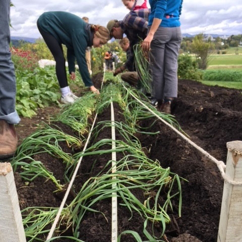 Middlebury College students in The Perennial Turn course plant the Land Institute's perennial grain Kernza as a demonstration crop at the Knoll, the College's education garden, in November 2019.