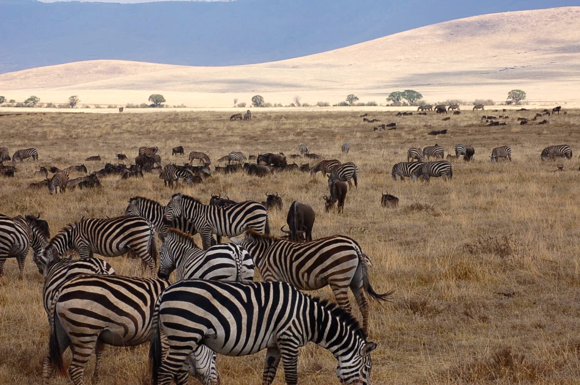 Zebra Migration, photo by Madeline Jackson, Tanzania