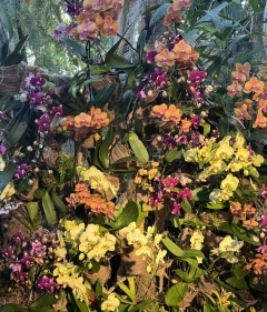 A bunch of multicolored orchids