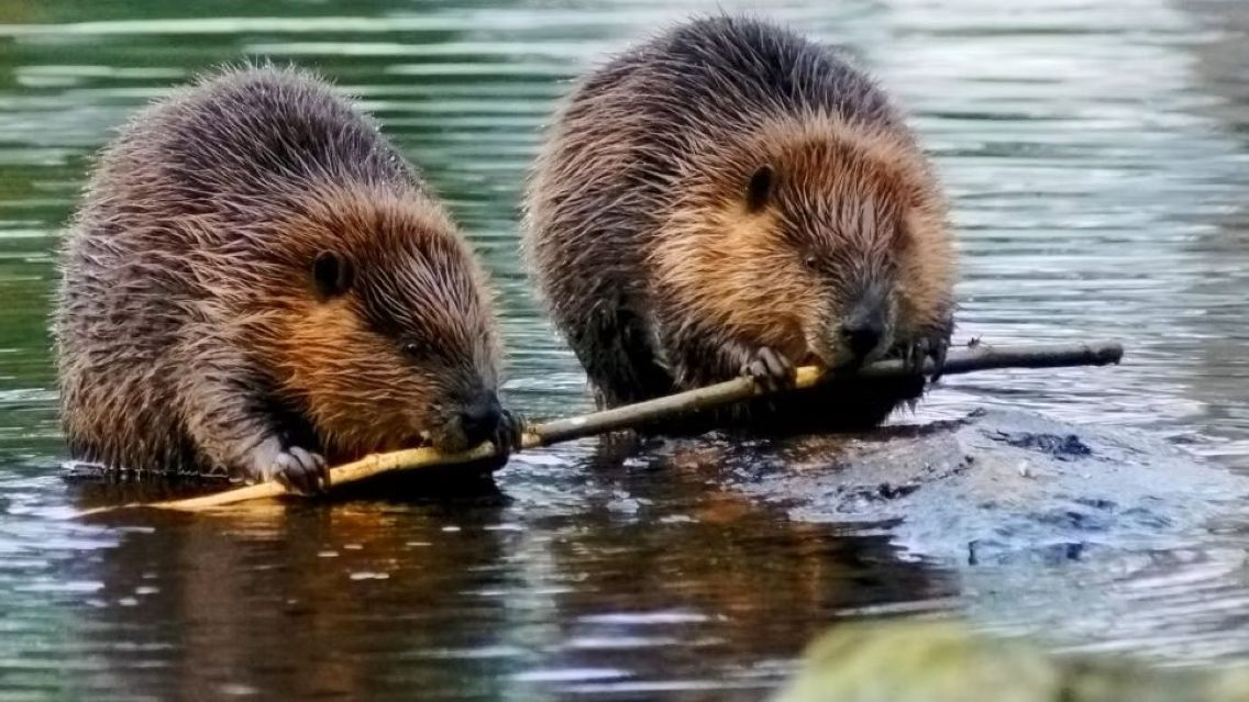 Two beavers holding the same stick, in water. 