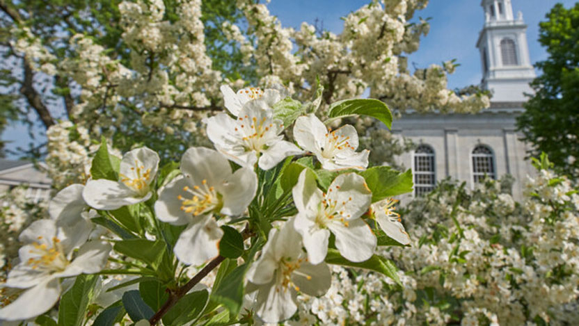 Close up of spring blossoms with the chapel in the background.