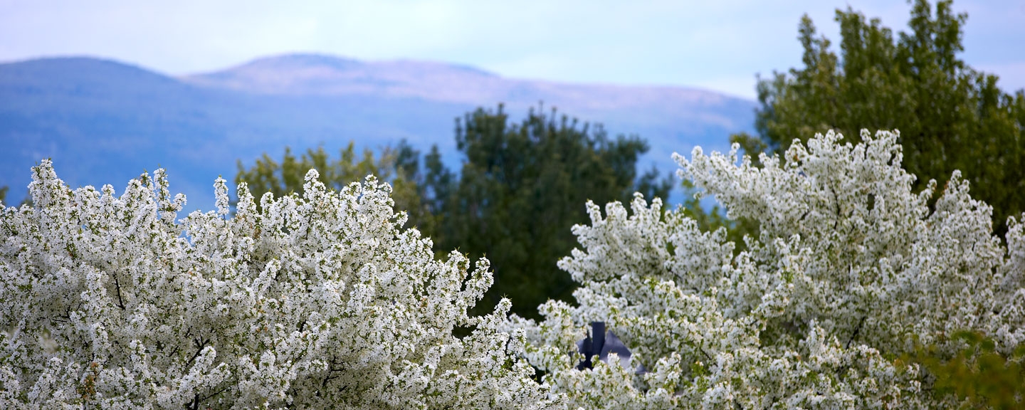 A view of the Green Mountains from campus in the spring.