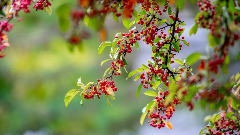 A budding tree in early spring.