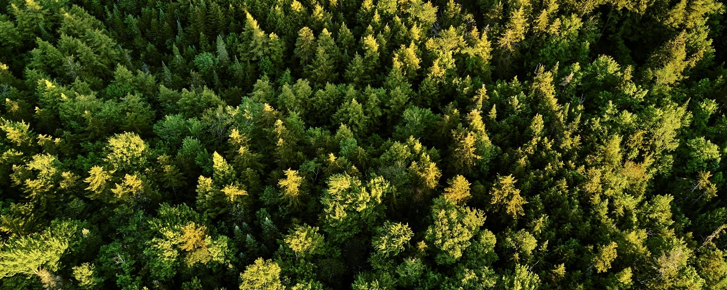 Aerial view of a pine forest.