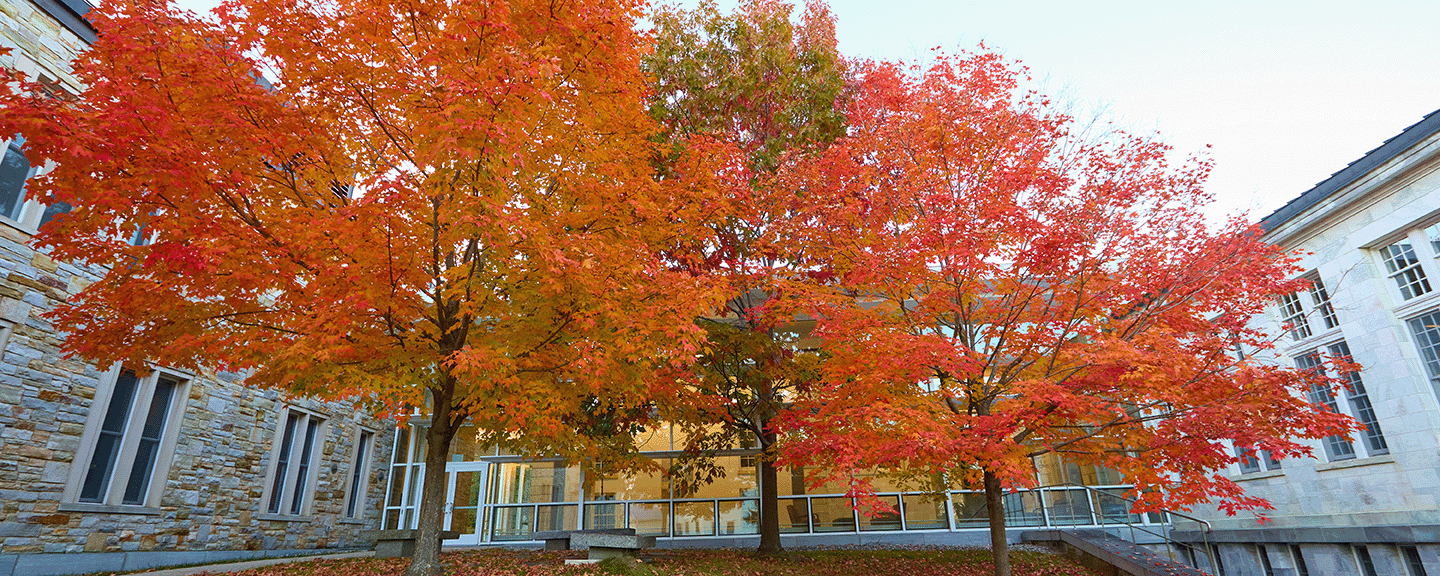 Two trees in the lee of Axinn Hall spread their orange-leaved branches