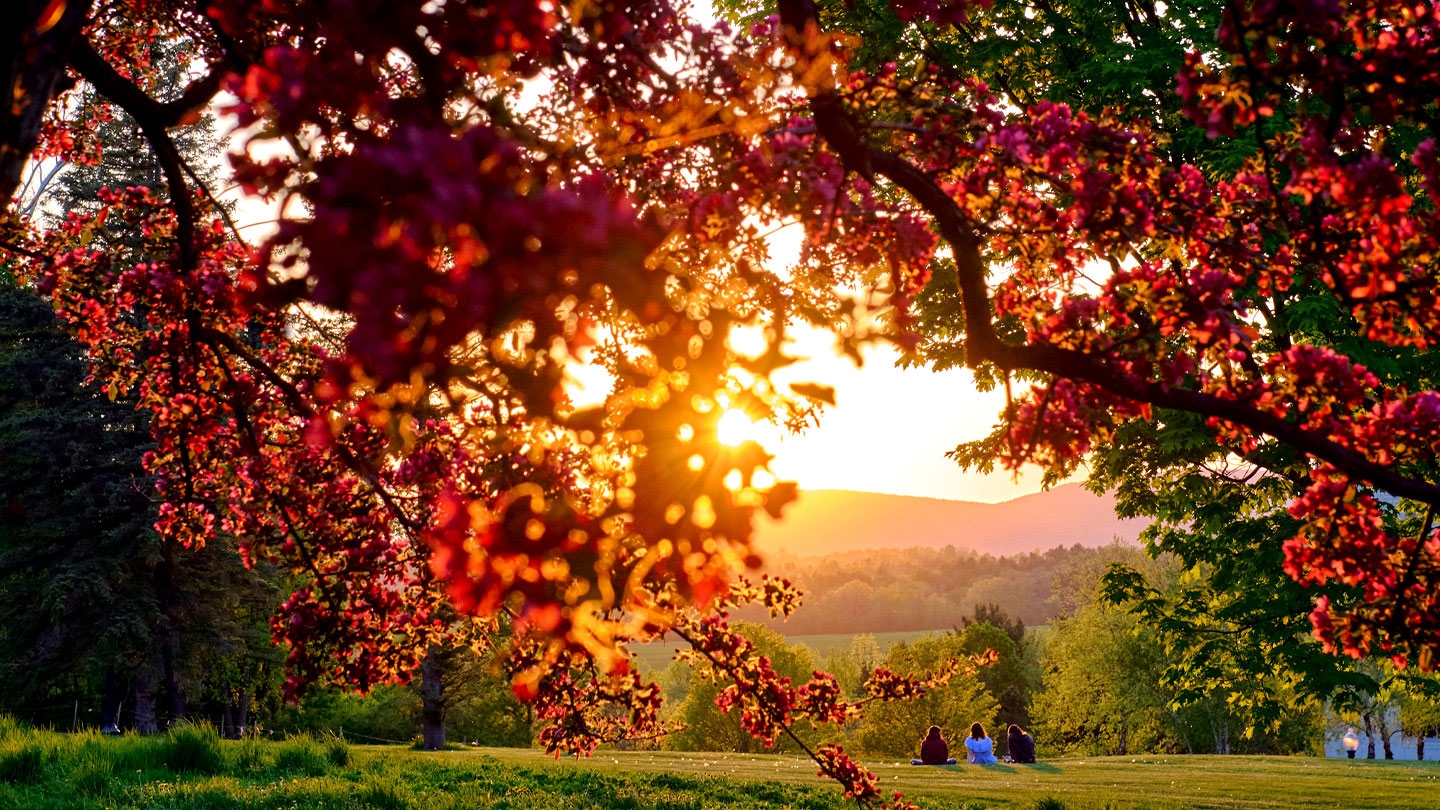 Sunlight through the fall trees as students sit on the grass below.