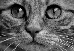 Black and white photo of cat