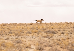 Horse running in a grassy field