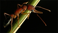 Up close image of an ant on a blade of grass.