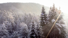 The woods in snow.