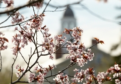 Crab Apple in Spring