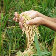 Wheat in hands