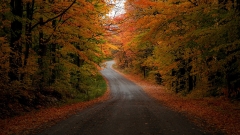 A small offshoot of Highway 74 — North Bingham Street — at the peak of fall foliage.