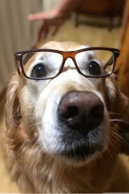 An older golden retriever with a white face, wearing brown glasses and looking into the camera.
