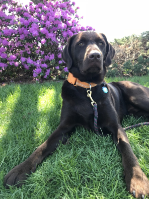 Obi-Wan the dog