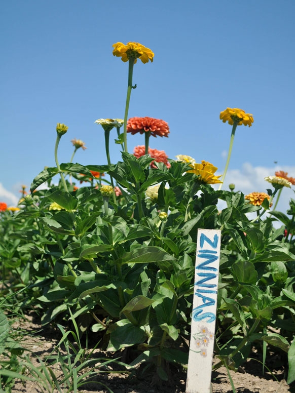 Flowers in bloom at the Knoll garden.