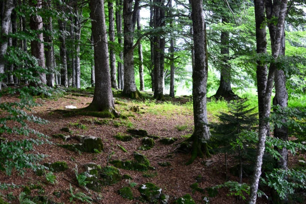 forest scene with moss and pine needles