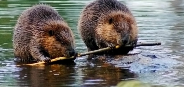Two beavers holding one stick, in water.