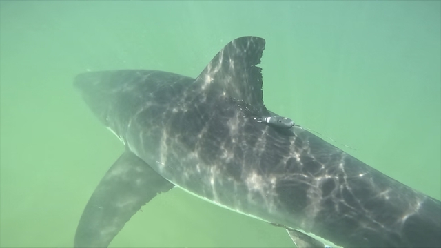 Photo of a shark.