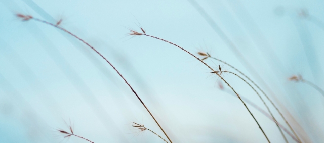 leaves of brown grain against blue sky