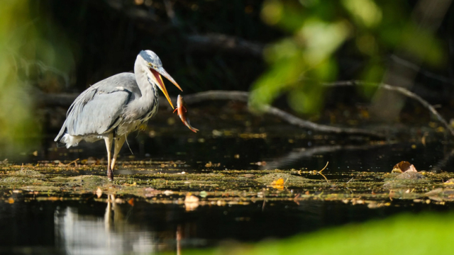 Heron catching a fish.