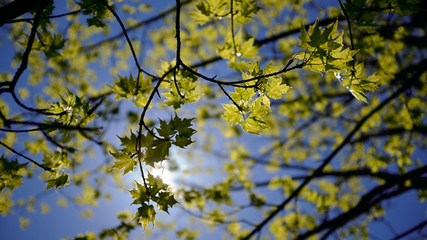 View up through trees in summer.