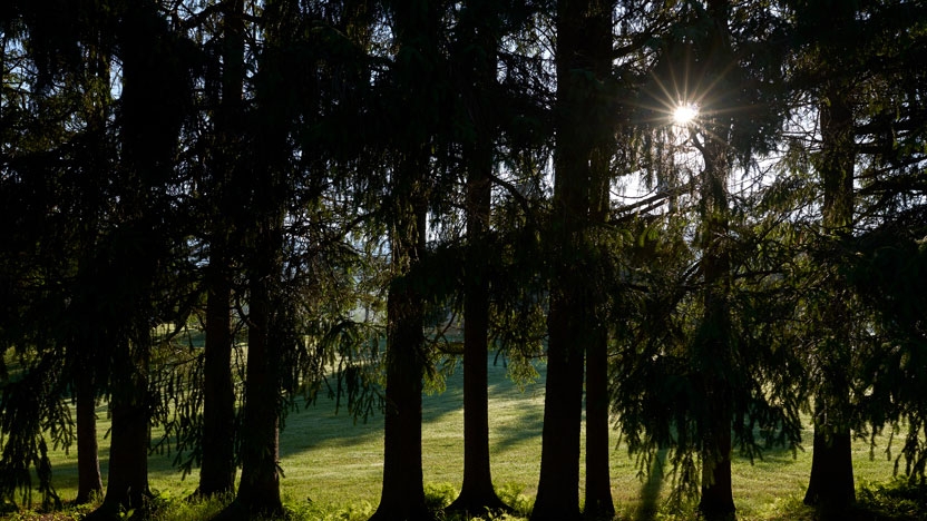 View of the forest at Bread Loaf campus.