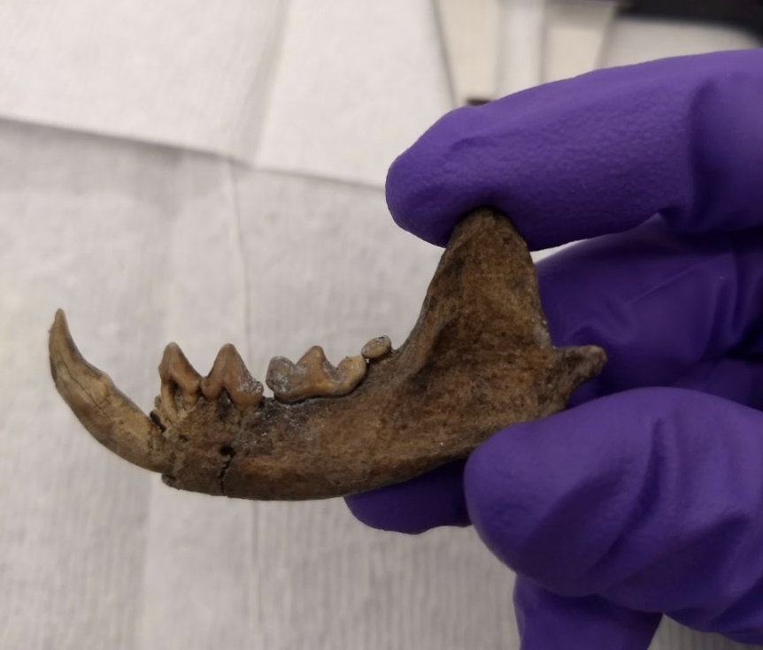 A purple gloved hand holds a brown fossilized sea mink mandible.