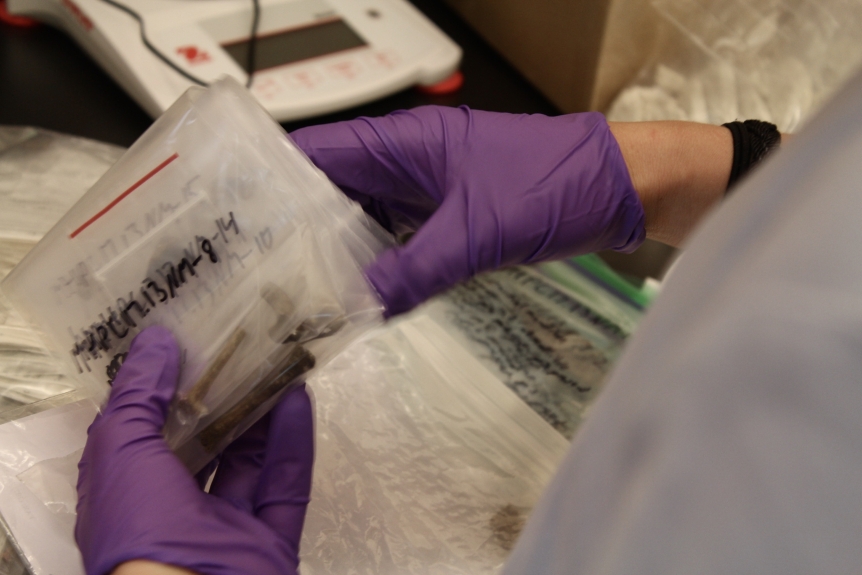 Purple gloved hands handling plastic bags with fossils inside.