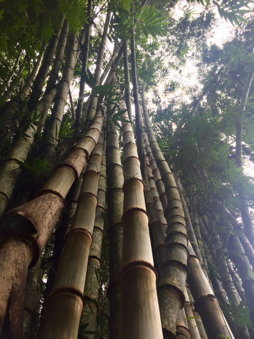 Reaching Up Manzanillo, photo by Bennett Doherty, Costa Rica