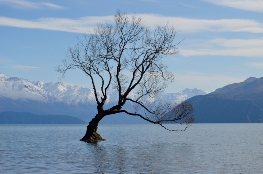 The Dreaming Tree, photo by Maddie Pronovost, New Zealand