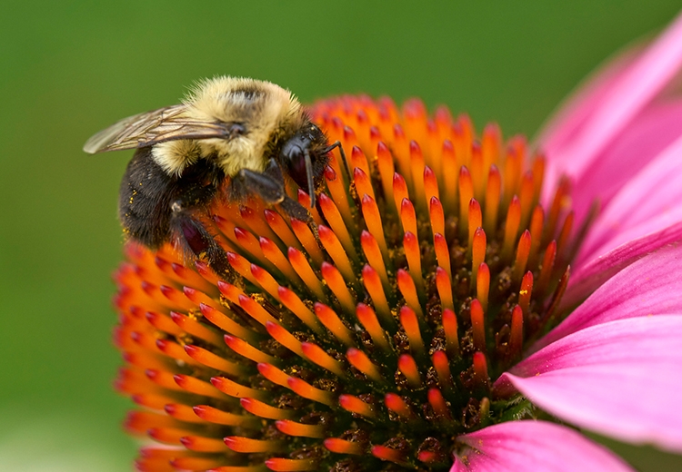 Bumble bee on a flower