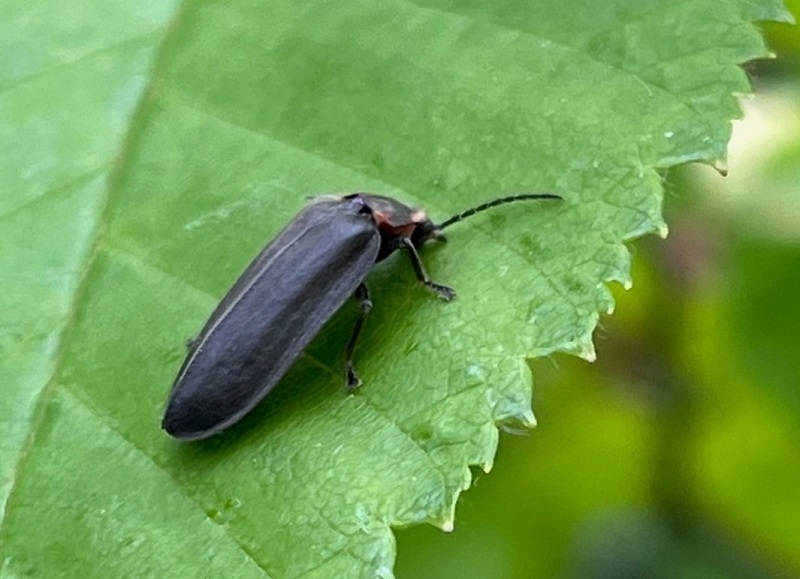 Firefly