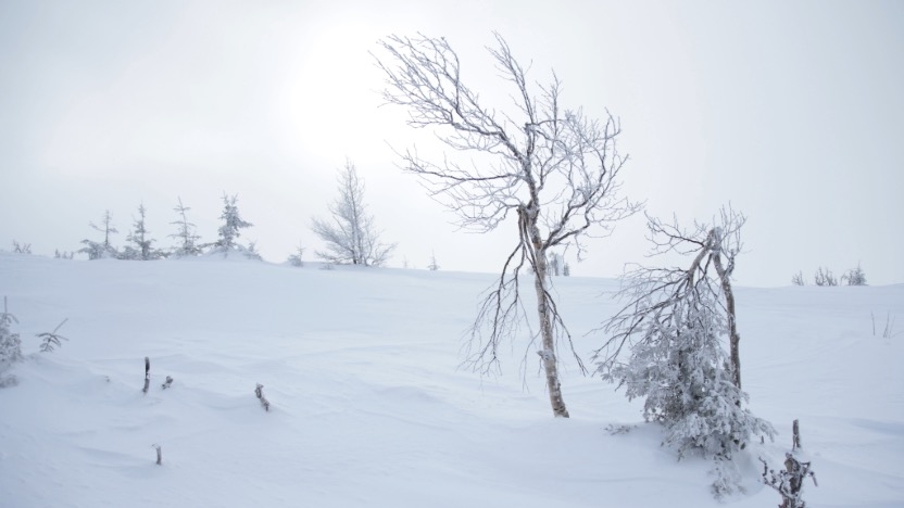 A snowy field with trees in the foreground.