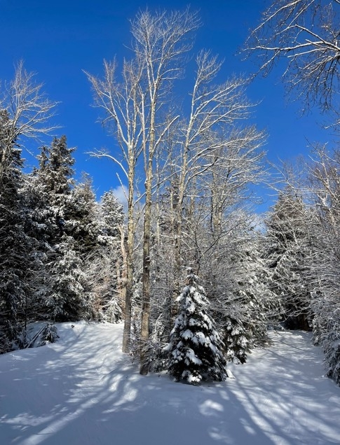 Picture of trees covered in snow