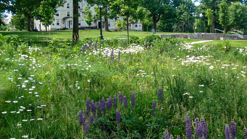 Rewilding area near Davis library