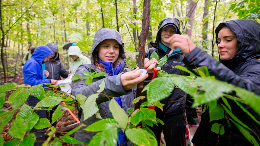 Students conducting research in woodland