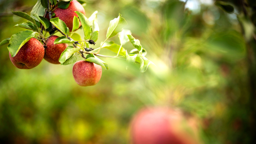 Close-up photo of ripe red apples hanging from a tree branch.