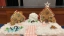 Gingerbread house