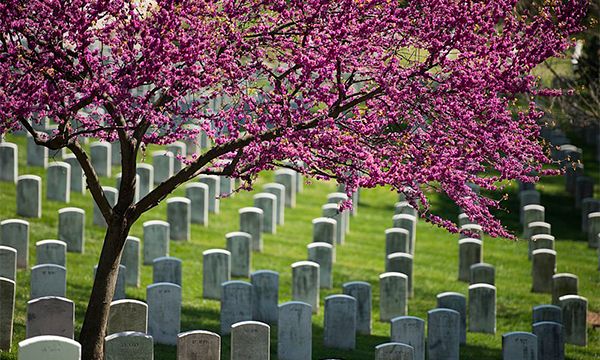 orderly, uniform tombstones under a flowering cherry tree in Arlington National Cemetery