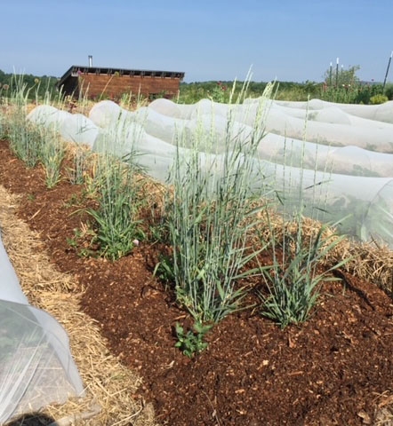 A row of young, established Kernza, a perennial grain, grows between rows of annual crops at the Knoll, the College's education garden. The College is considering including Kernza in its agroforestry plans.