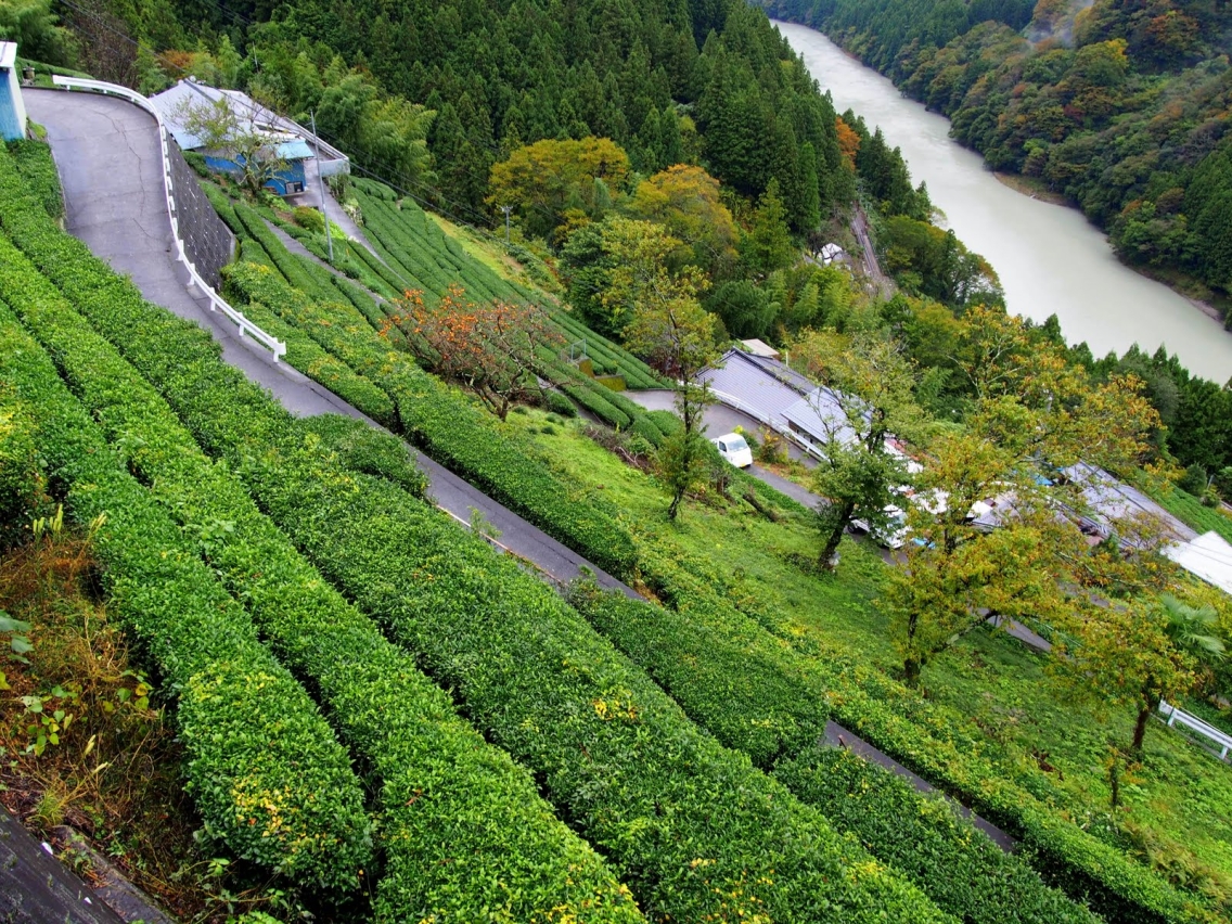 Green tea plantation - Tenryumura, Japan