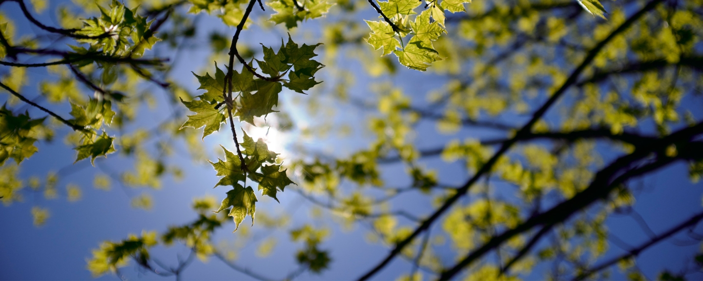 The branches of a tree with little leaves with the sky and sun in the background.