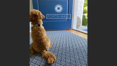 Porte + Hall on blue door with curly brown dog sitting just inside
