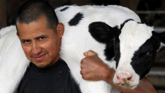 Migrant Worker With Cow on his Shoulders