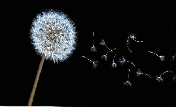 dandelion seeds blowing away from flower head agains a black background