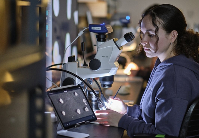 A Middlebury student studies microscopic foraminifera in Professor Allison Jacobel’s laboratory at Middlebury College