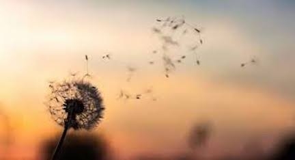 dry dandelion seeds blowing away against orange sky
